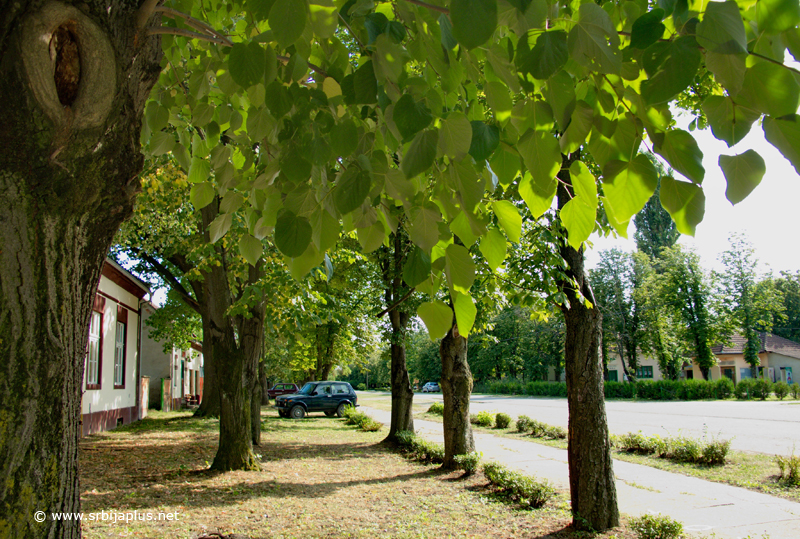 Aleksandrovo - lipe u centru sela