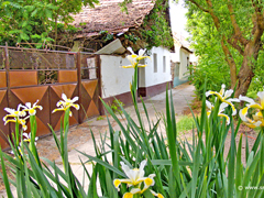 Letnja panorama seoskog sokaka