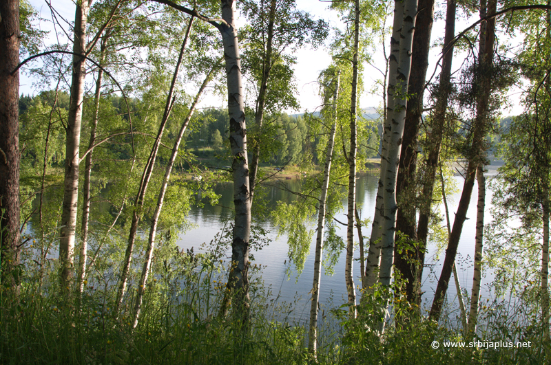 Vlasinsko jezero - na delu obale rastu breze